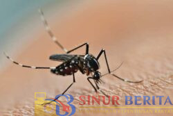 50871waspada-penyakit-chikungunya-pemkot-tangerang-imbau-masyarakat-kenali-gejala-lebih-awal-50871