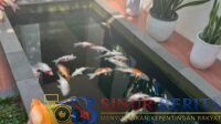 Ikan Koi Walikota Pekanbaru