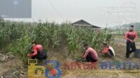 Personel BKO Sat Samapta Polres Sambas merawat kebun jagung sebagai bentuk dukungan terhadap program ketahanan pangan, Rabu (23/9/2026).