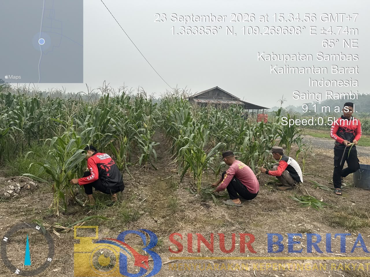 Personel BKO Sat Samapta Polres Sambas merawat kebun jagung sebagai bentuk dukungan terhadap program ketahanan pangan, Rabu (23/9/2026).